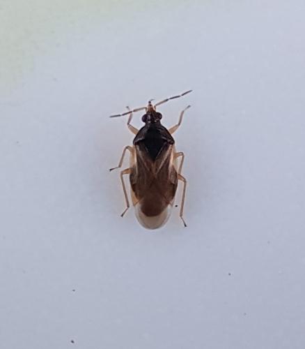 Orius sp.